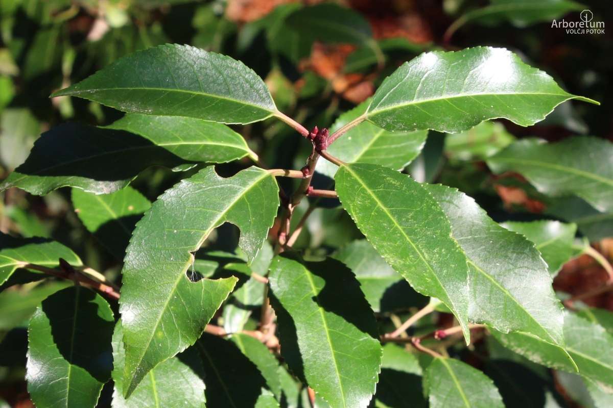 E-1-97_Prunus lusitanica ‘Angustifolia’_v3