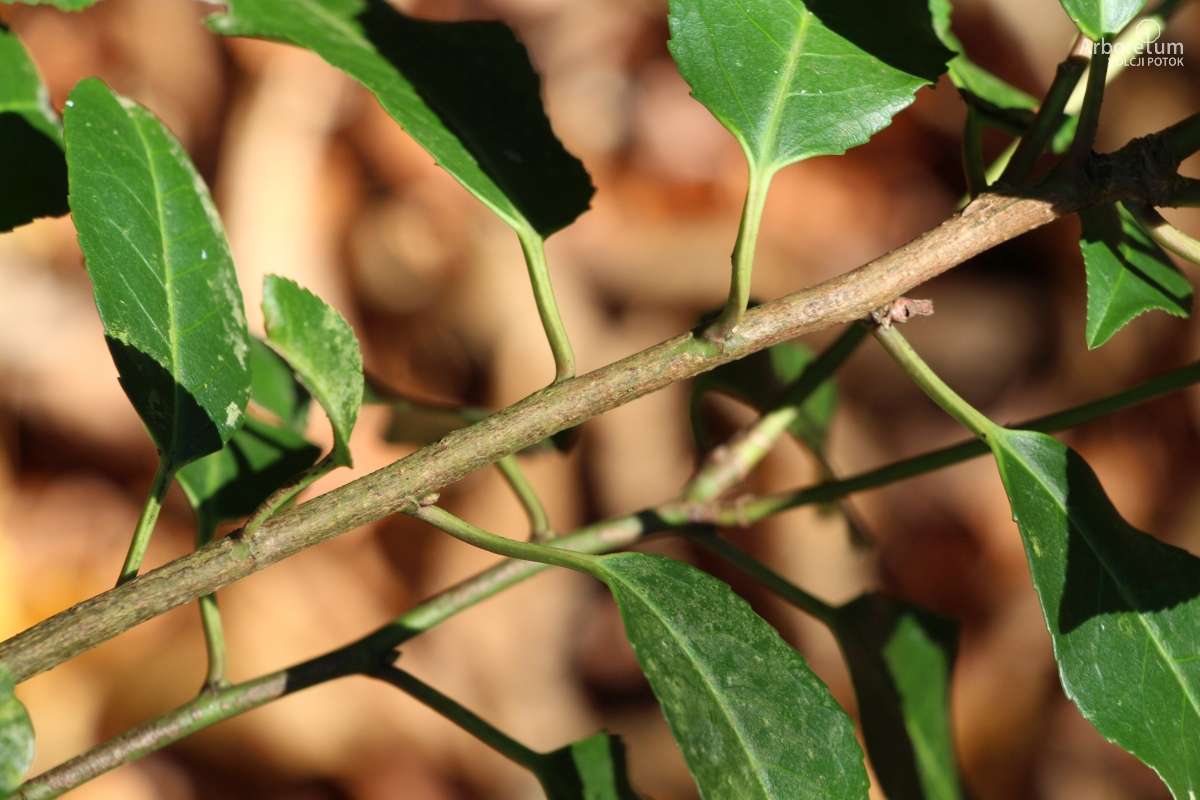 E-1-97_Prunus lusitanica ‘Angustifolia’_v4
