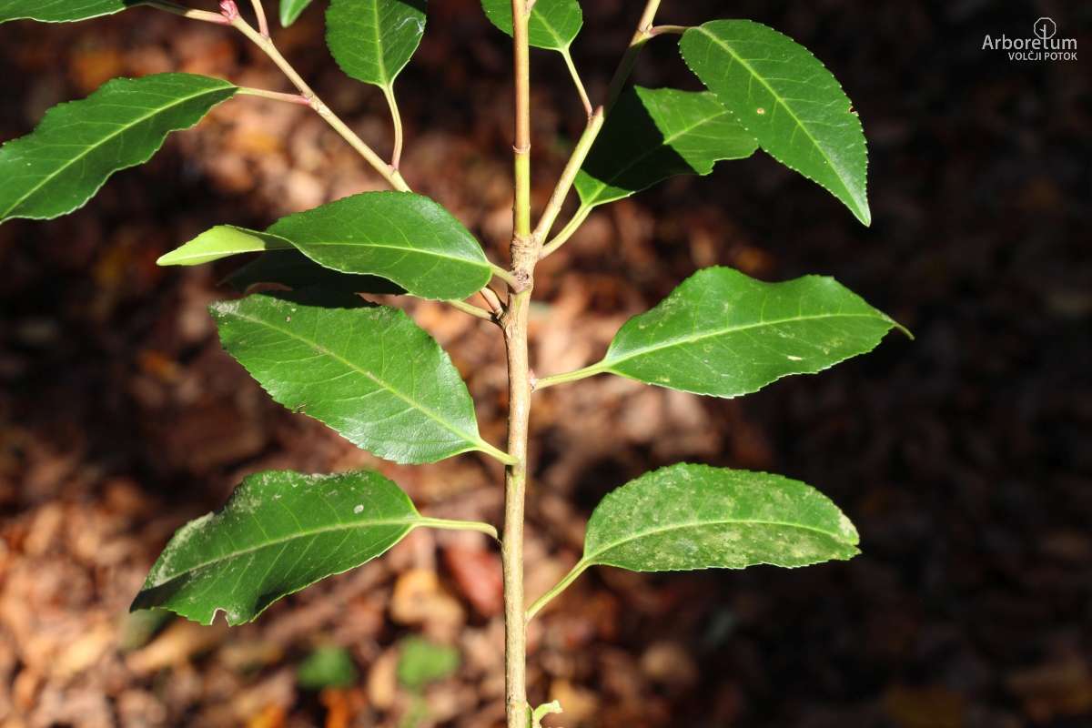 E-1-97_Prunus lusitanica ‘Angustifolia’_v5JPG