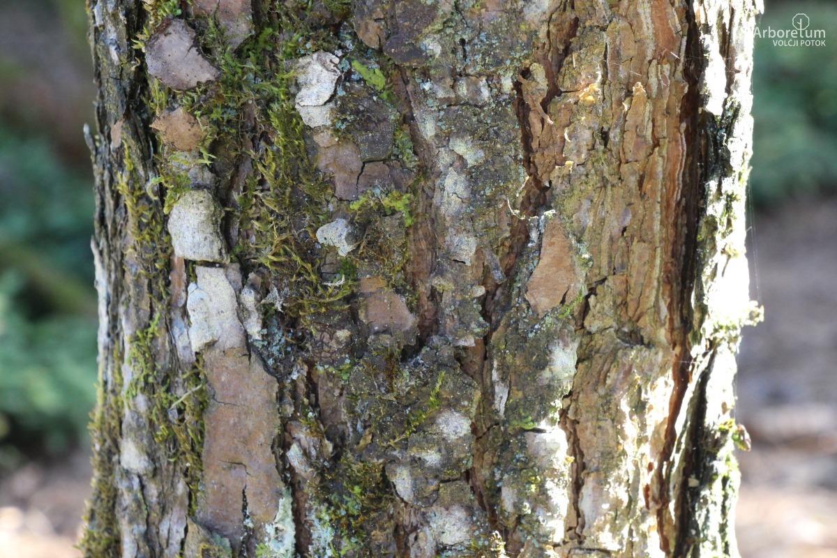 J-1-8_Pinus densiflora ‘Umbraculifera’_d4