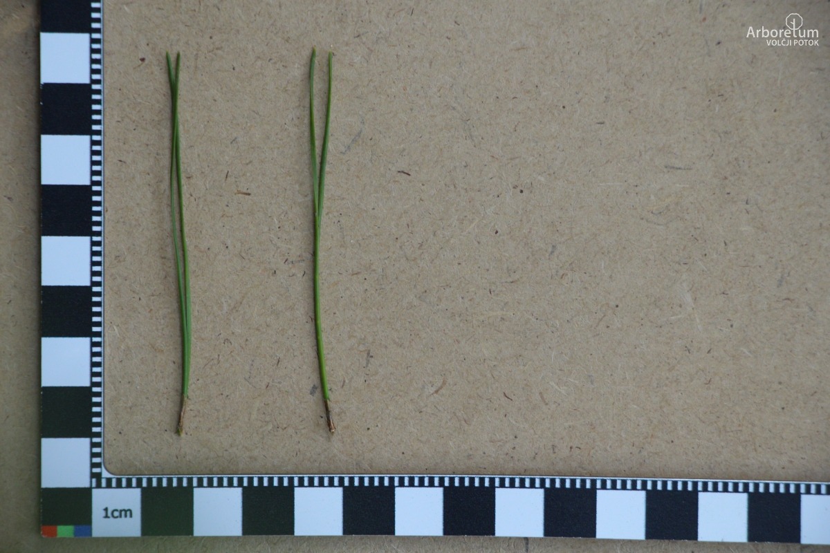 J-1-8_Pinus densiflora ‘Umbraculifera’_l5