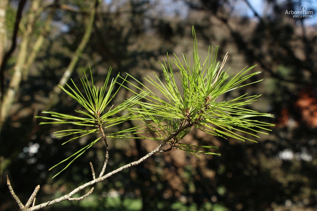 J-1-8_Pinus densiflora ‘Umbraculifera’_v8