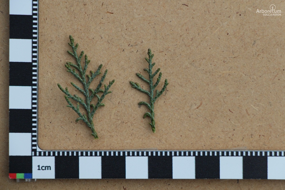 J-2-20_Juniperus virginiana ‘Grey Owl’_l55