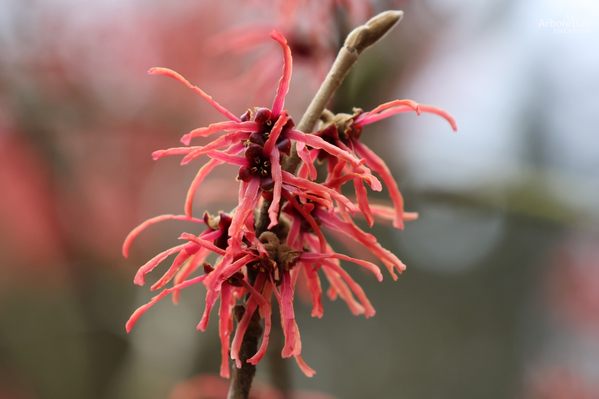 J-5-11_Hamamelis × intermedia ‘Diane’_c