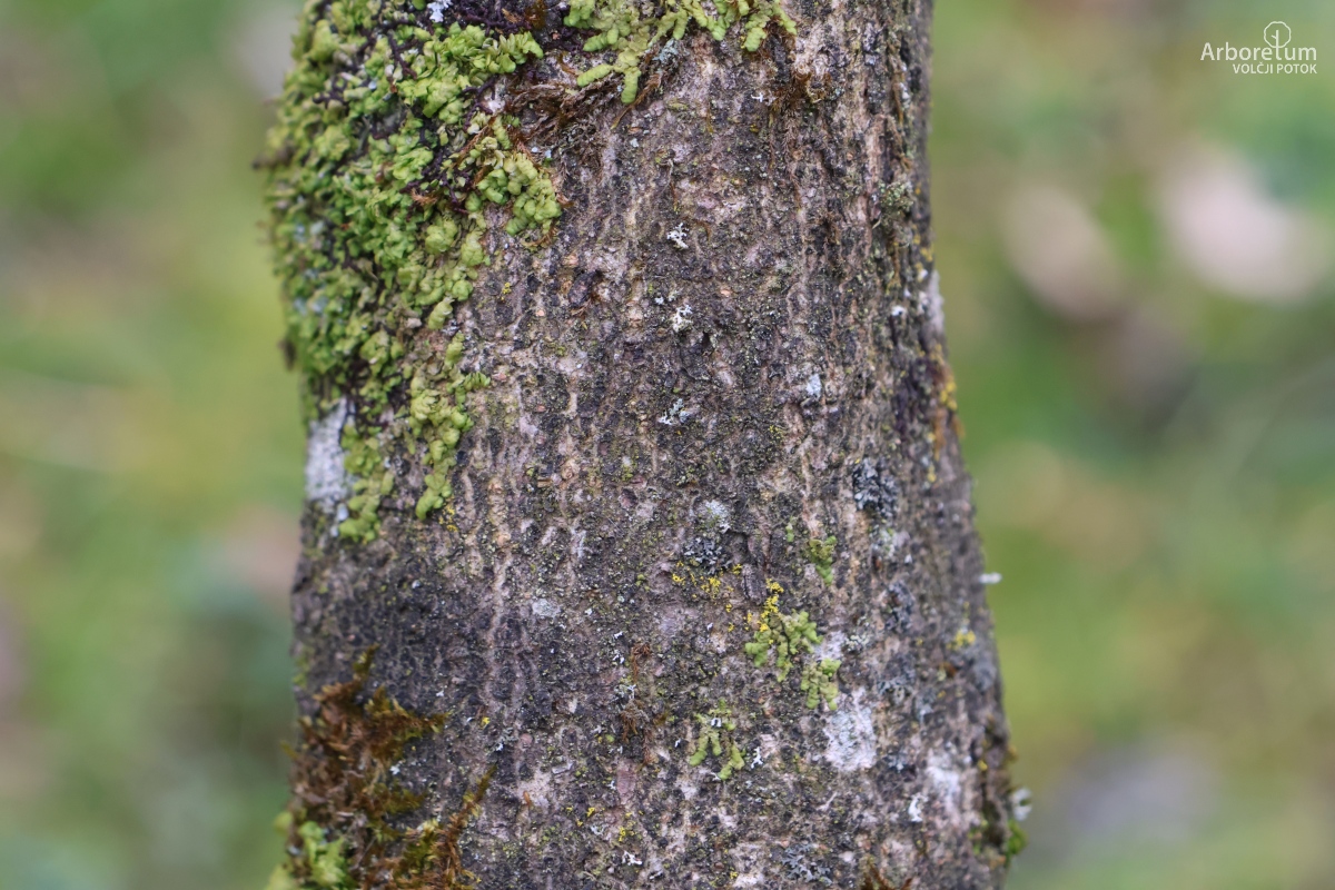 J-5-11_Hamamelis × intermedia ‘Diane’_d