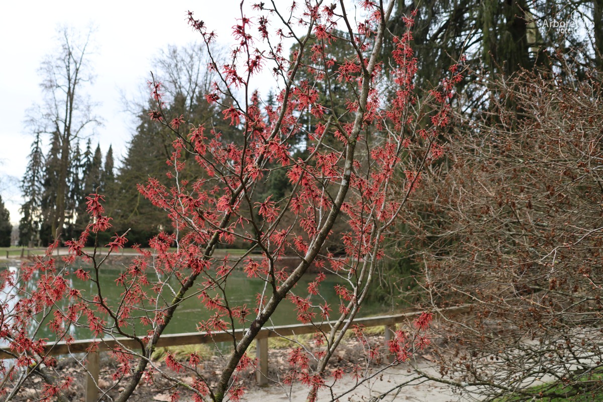 J-5-11_Hamamelis × intermedia ‘Diane’_v