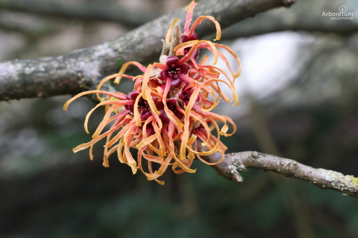 J-7-4_Hamamelis × intermedia ‘Jelena’_c2