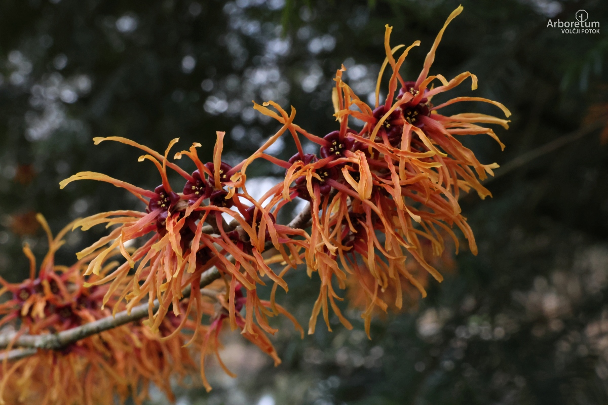 J-7-4_Hamamelis × intermedia ‘Jelena’_c4