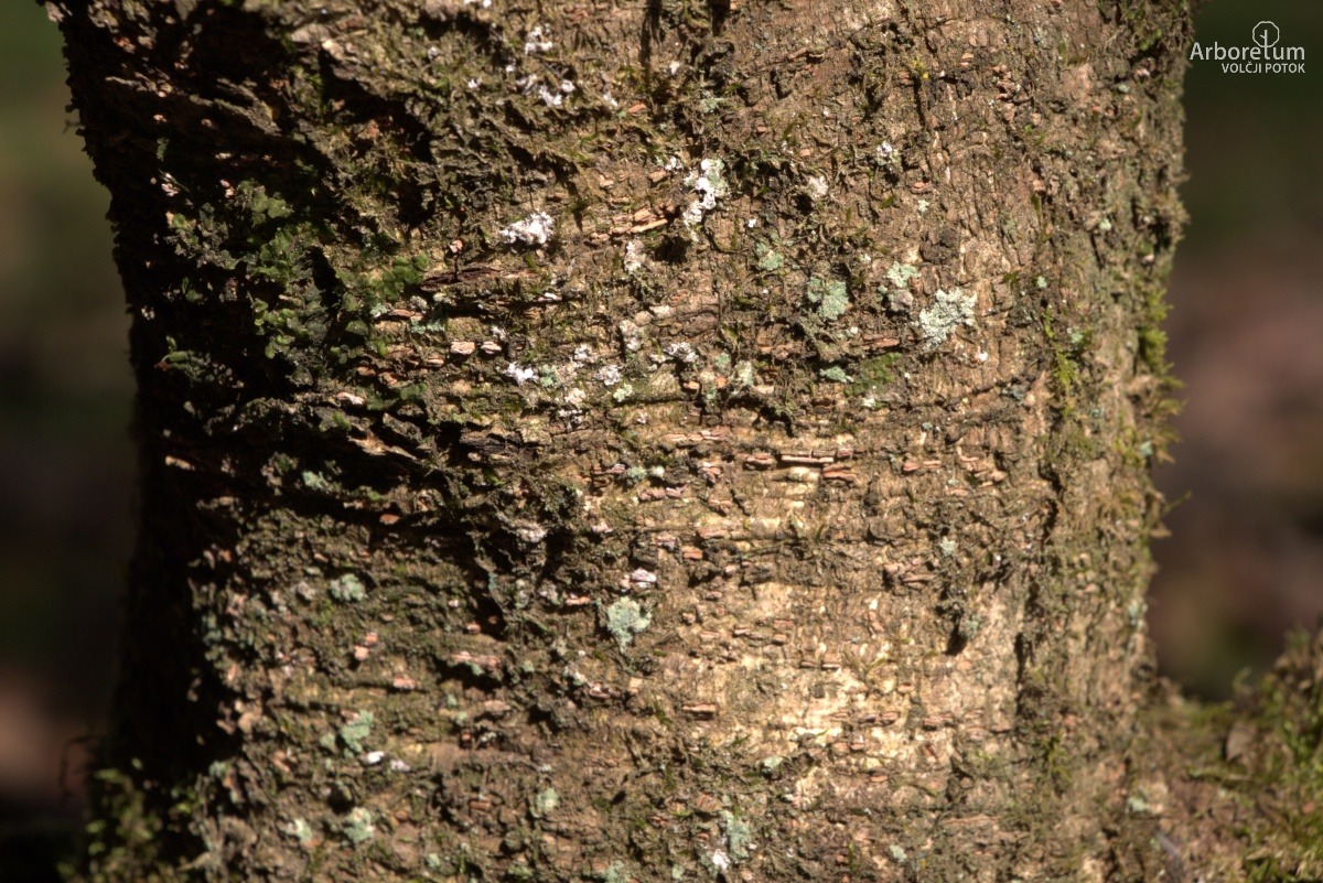 J-7-4_Hamamelis × intermedia ‘Jelena’_d5