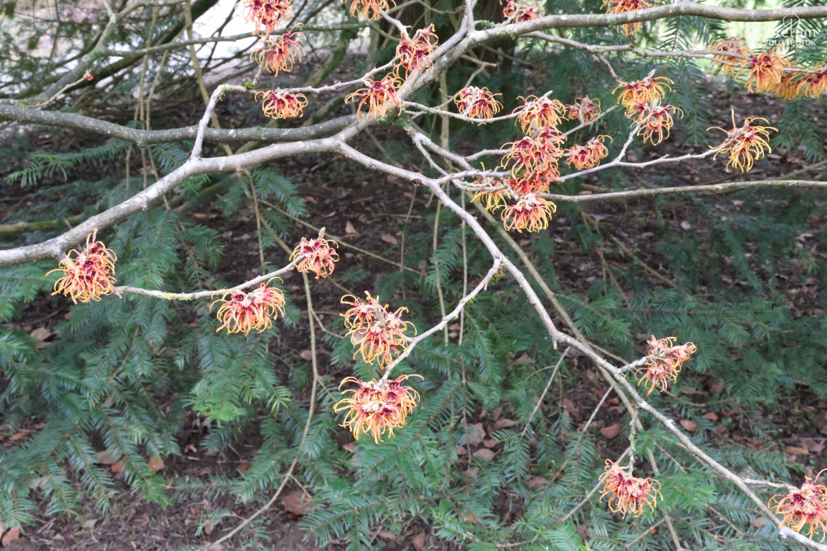 J-7-4_Hamamelis × intermedia ‘Jelena’_v