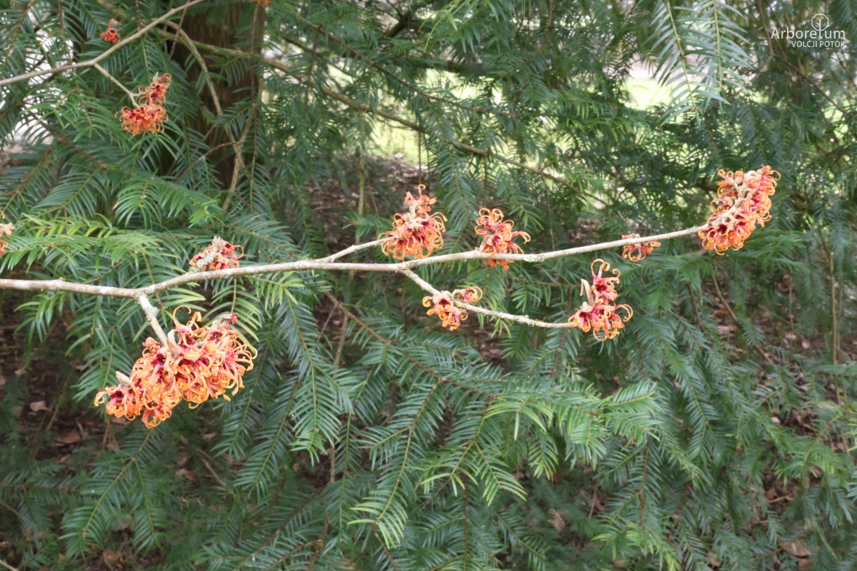 J-7-4_Hamamelis × intermedia ‘Jelena’_v2