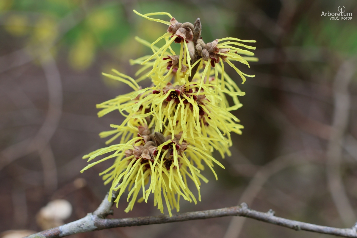 J-7-9_Hamamelis × intermedia_c