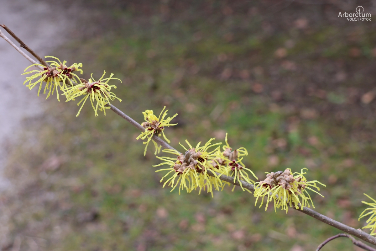 J-7-9_Hamamelis × intermedia_v2