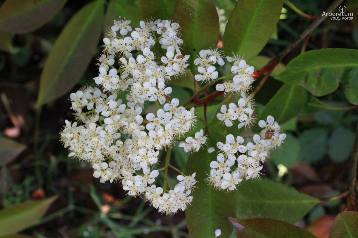 L-8-122_Photinia × fraseri ‘Red Robin’_c6