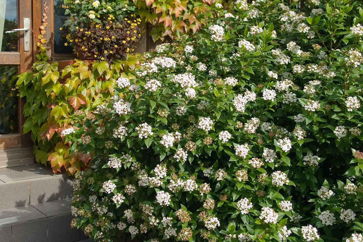 Viburnum tinus Viburnum tinus