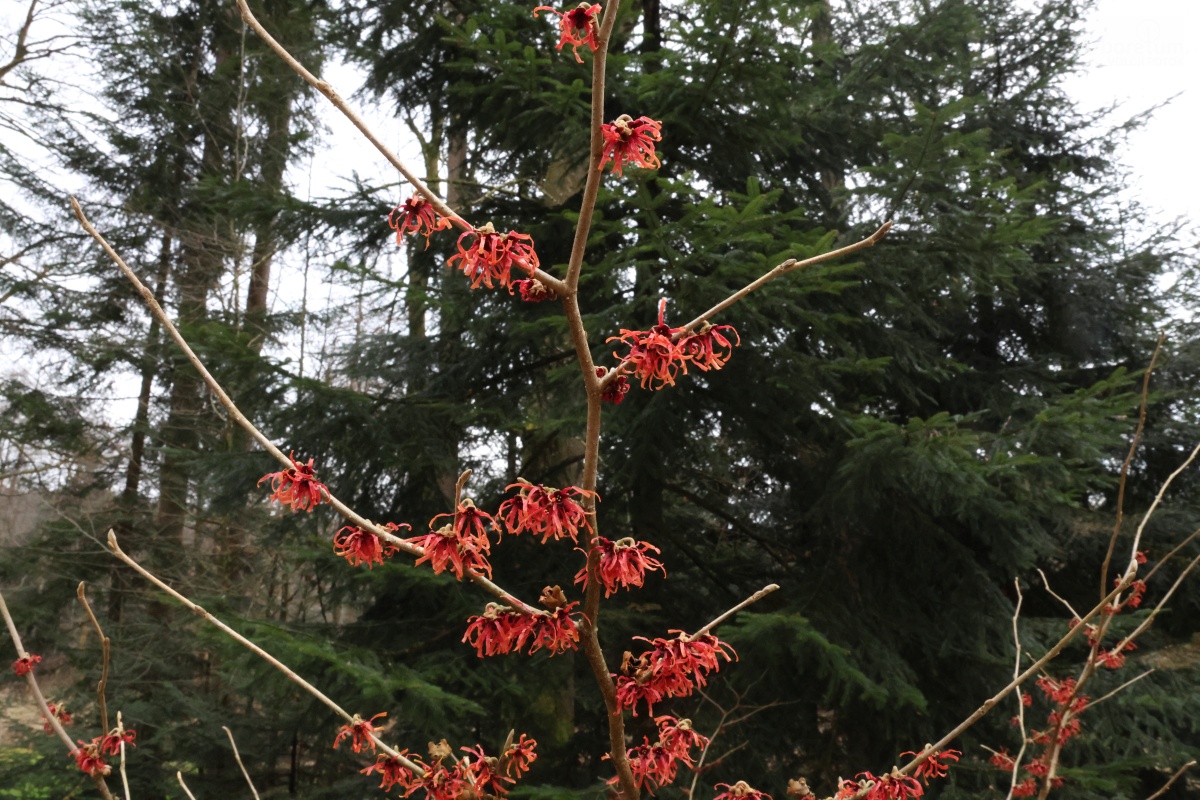 Z-4-11_Hamamelis × intermedia ‘Diane’_v