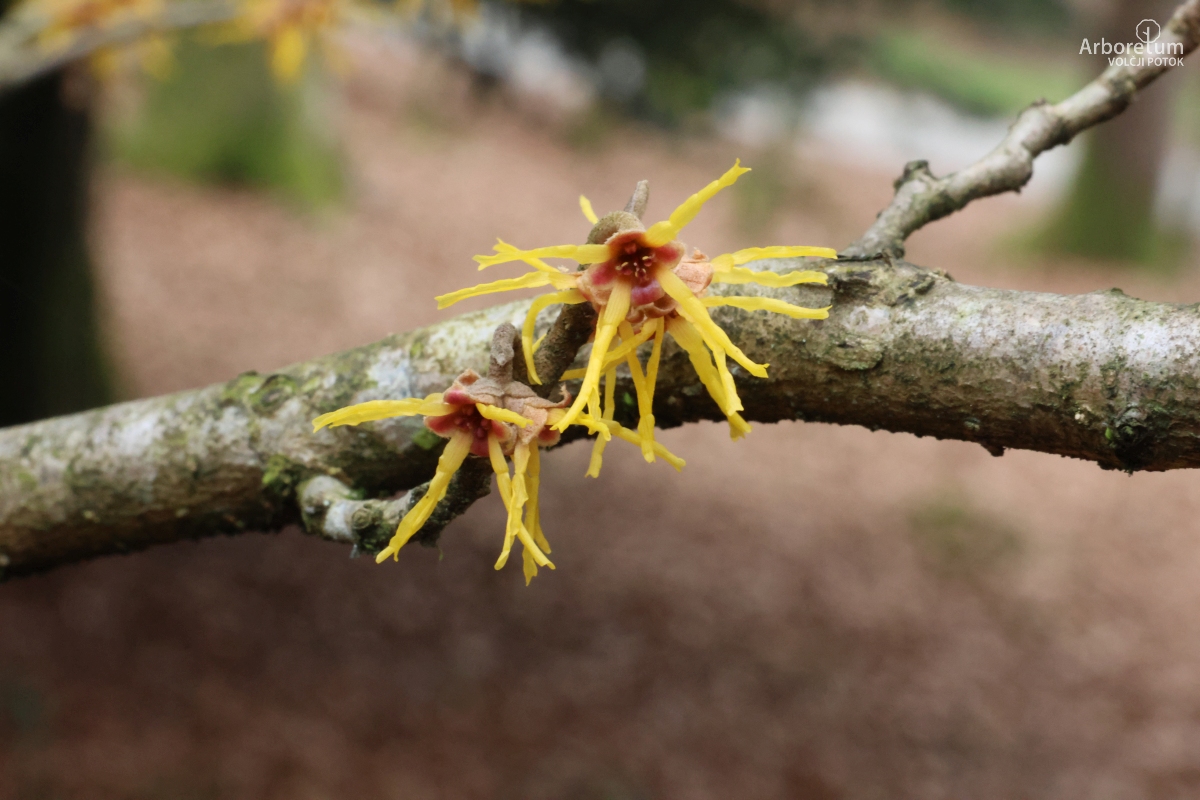 Z-4-14_Hamamelis × intermedia ‘Brevipetala’_c