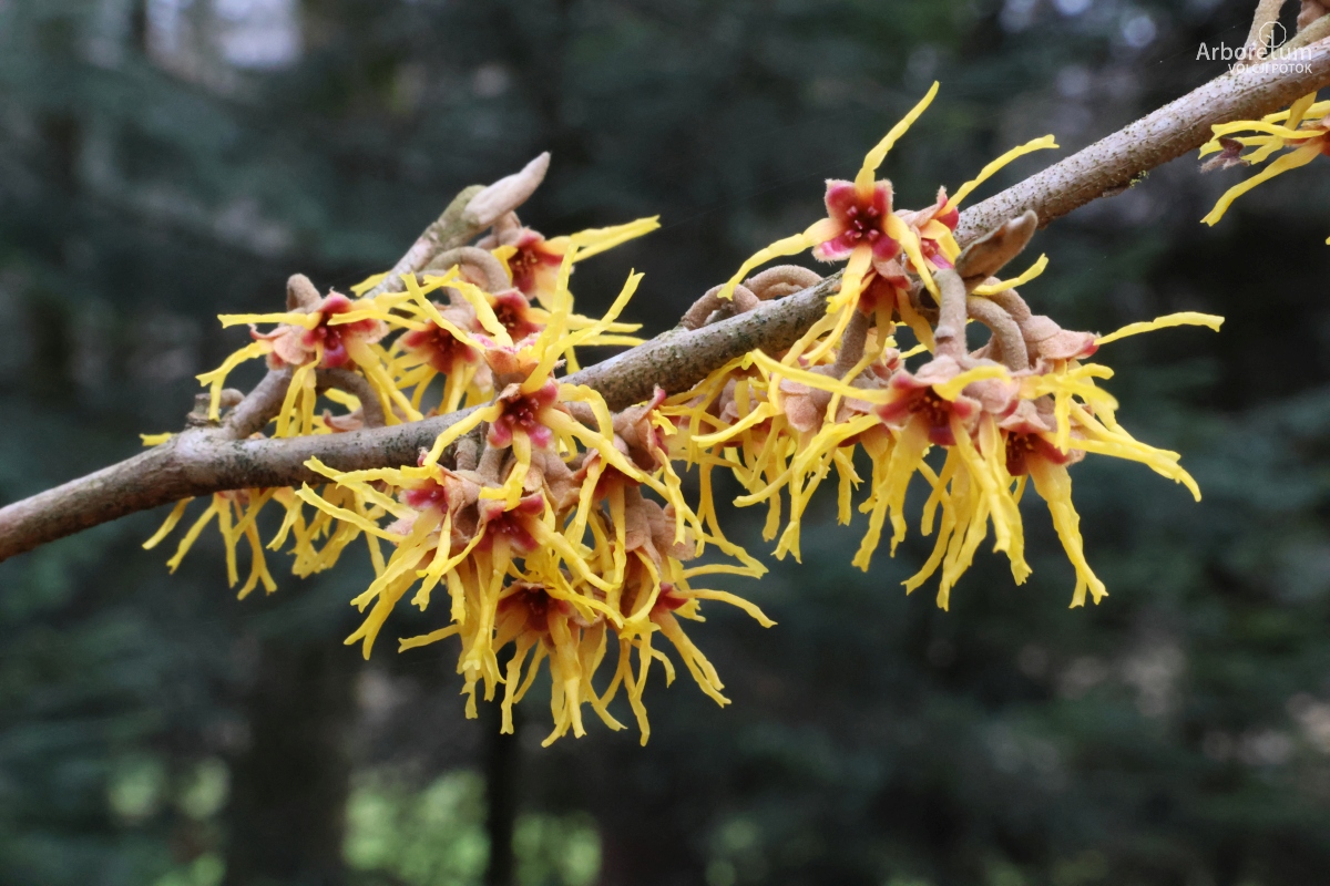 Z-4-14_Hamamelis × intermedia ‘Brevipetala’_c2 Bližnji posnetek gole veje grma z rumenimi cvetovi, ki pozimi cvetijo na rjavih poganjkih.