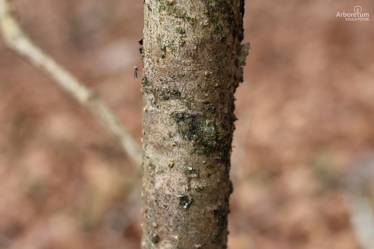Z-4-14_Hamamelis × intermedia ‘Brevipetala’_d