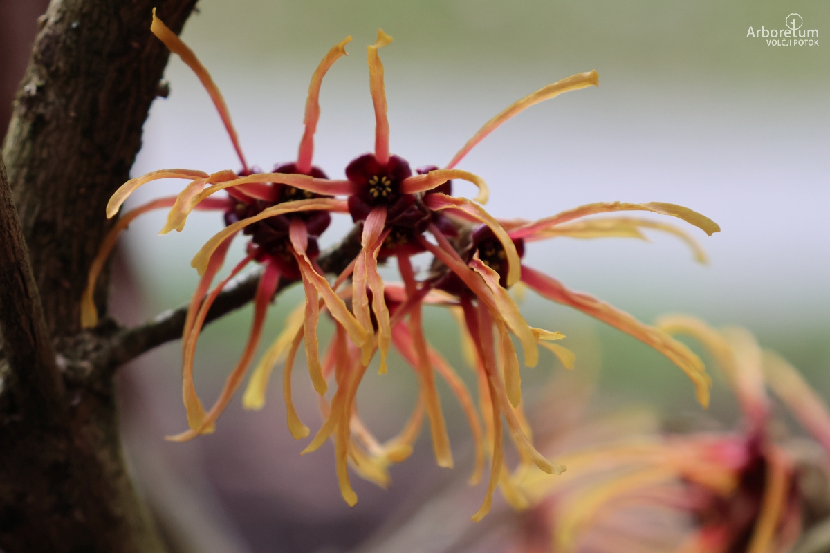 Z-4-15_Hamamelis × intermedia ‘Frederic’_c