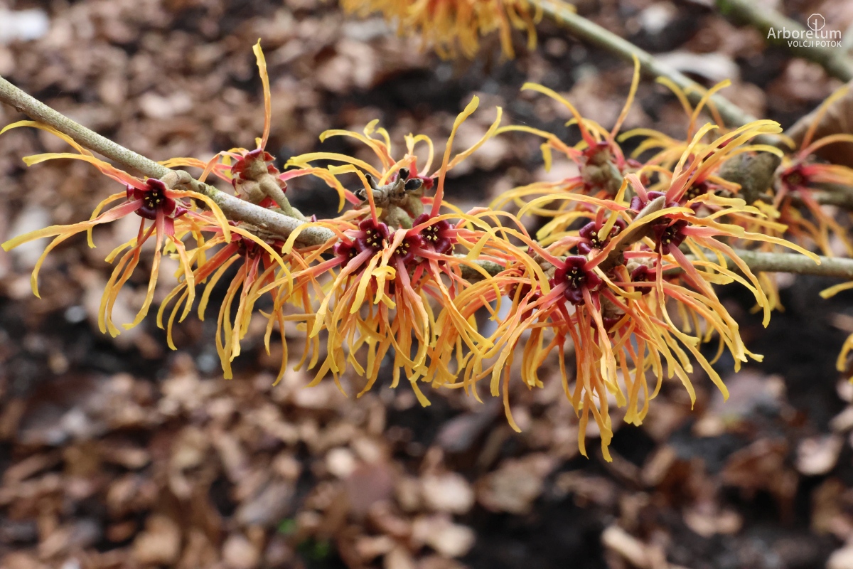 Z-4-15_Hamamelis × intermedia ‘Frederic’_c4