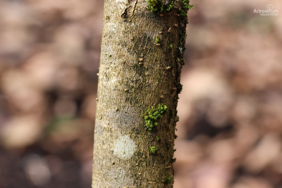 Z-4-15_Hamamelis × intermedia ‘Frederic’_d