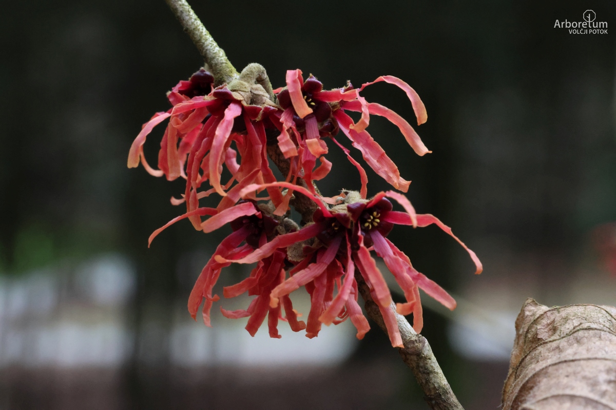 Z-4-4_Hamamelis × intermedia ‘Diane’_c
