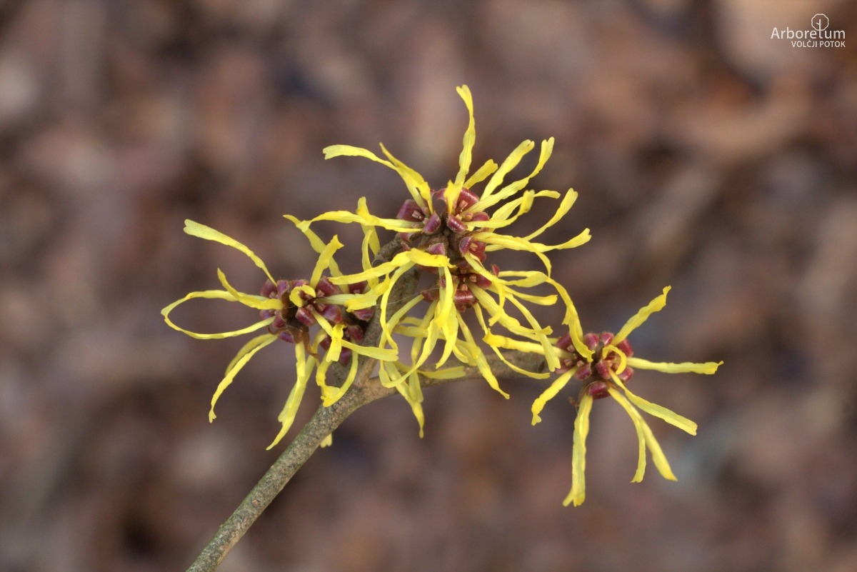 Z-4-50_Hamamelis × intermedia ‘Arnold Promise’_c5