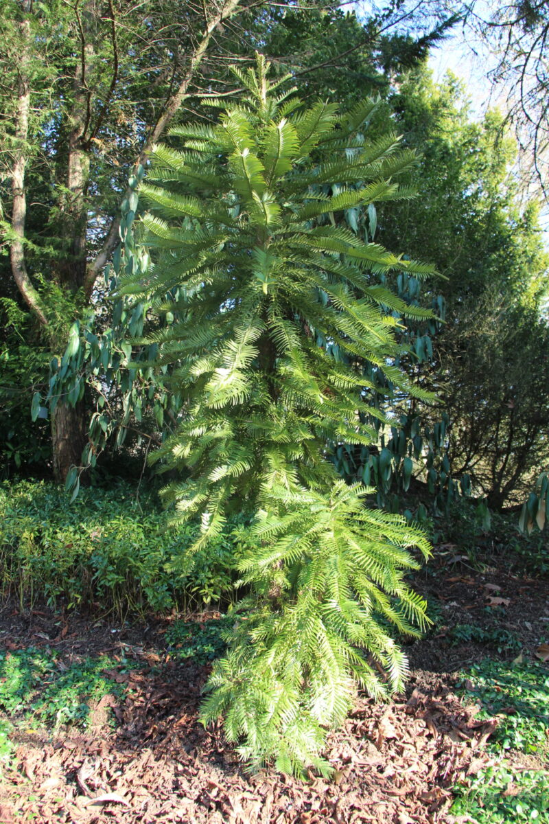 B-1-154_Wollemia nobilis_h