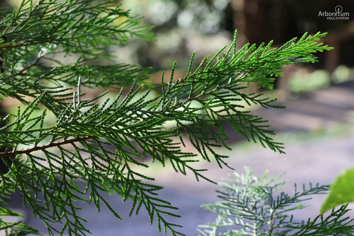 B-1-38_Chamaecyparis lawsoniana ‘Globosa’_v