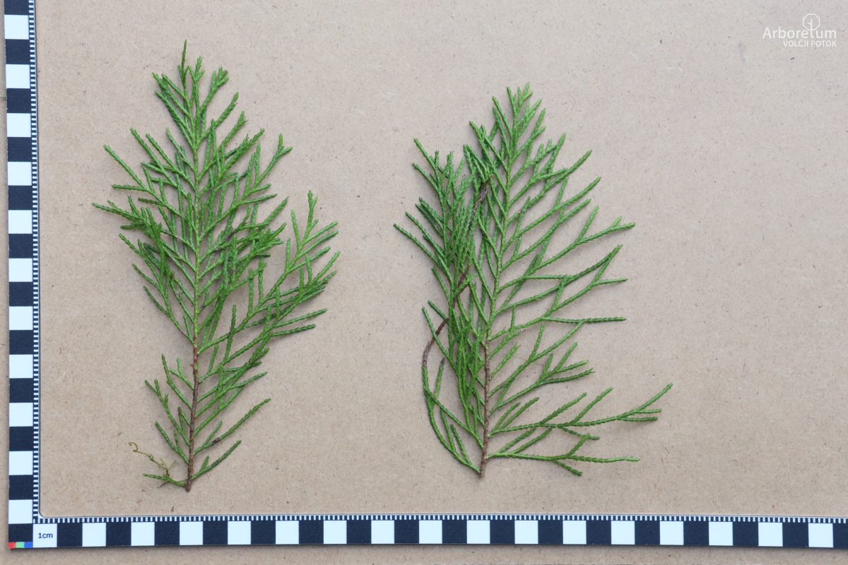 B-1-38_Chamaecyparis lawsoniana ‘Globosa’_v10