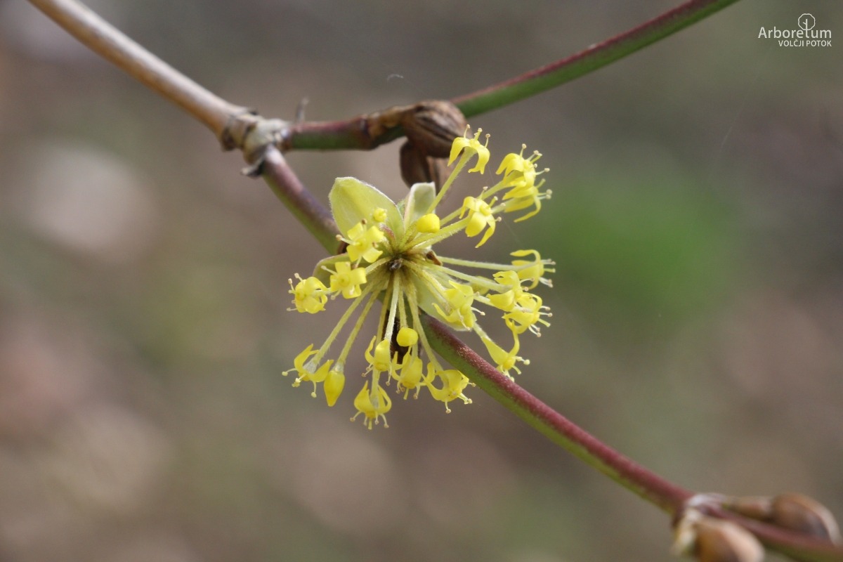 B-3-128_Cornus mas ‘Jolico’_c4