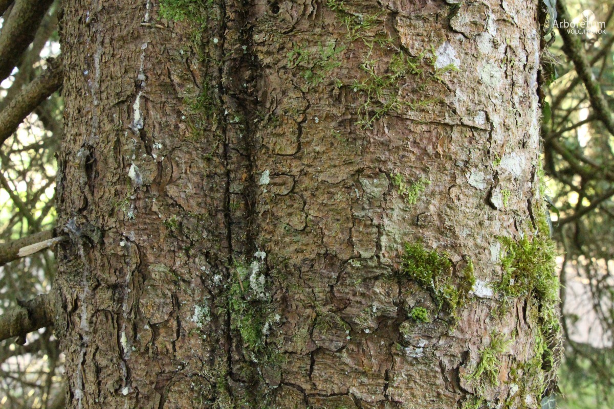 J-6-28_Picea sitchensis_d4