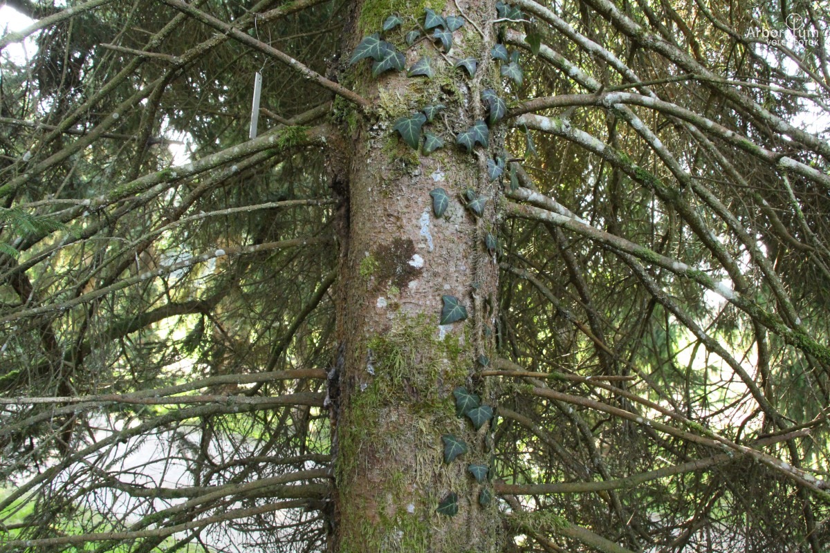 J-6-28_Picea sitchensis_d6