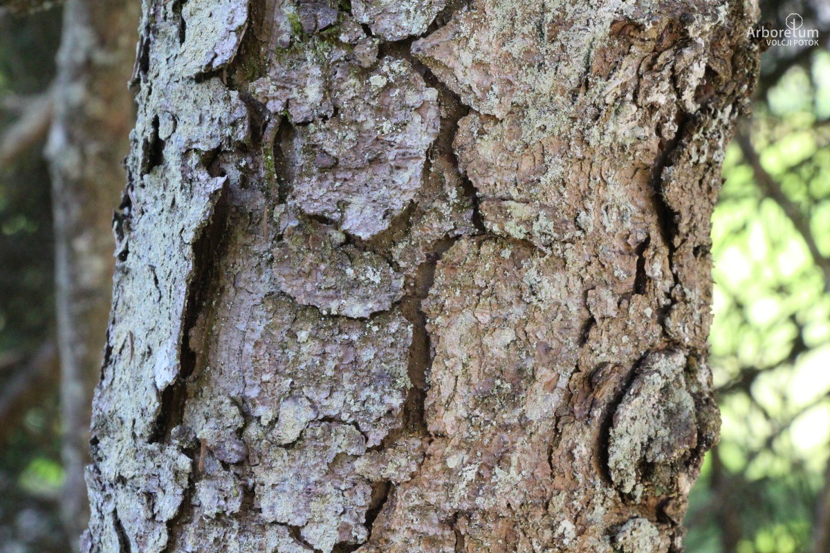 J-6-49_Picea mariana_d6