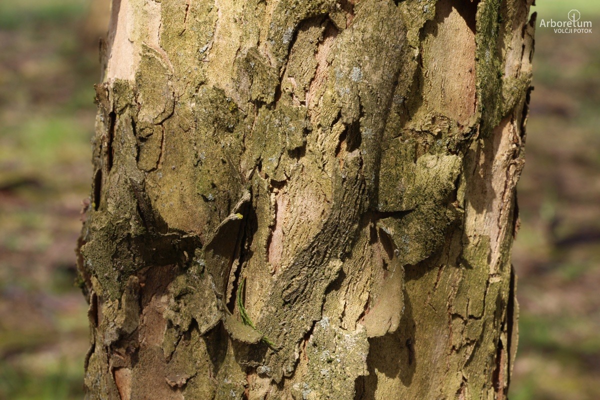 L-1-152_Cornus mas ‘Jolico’_d4