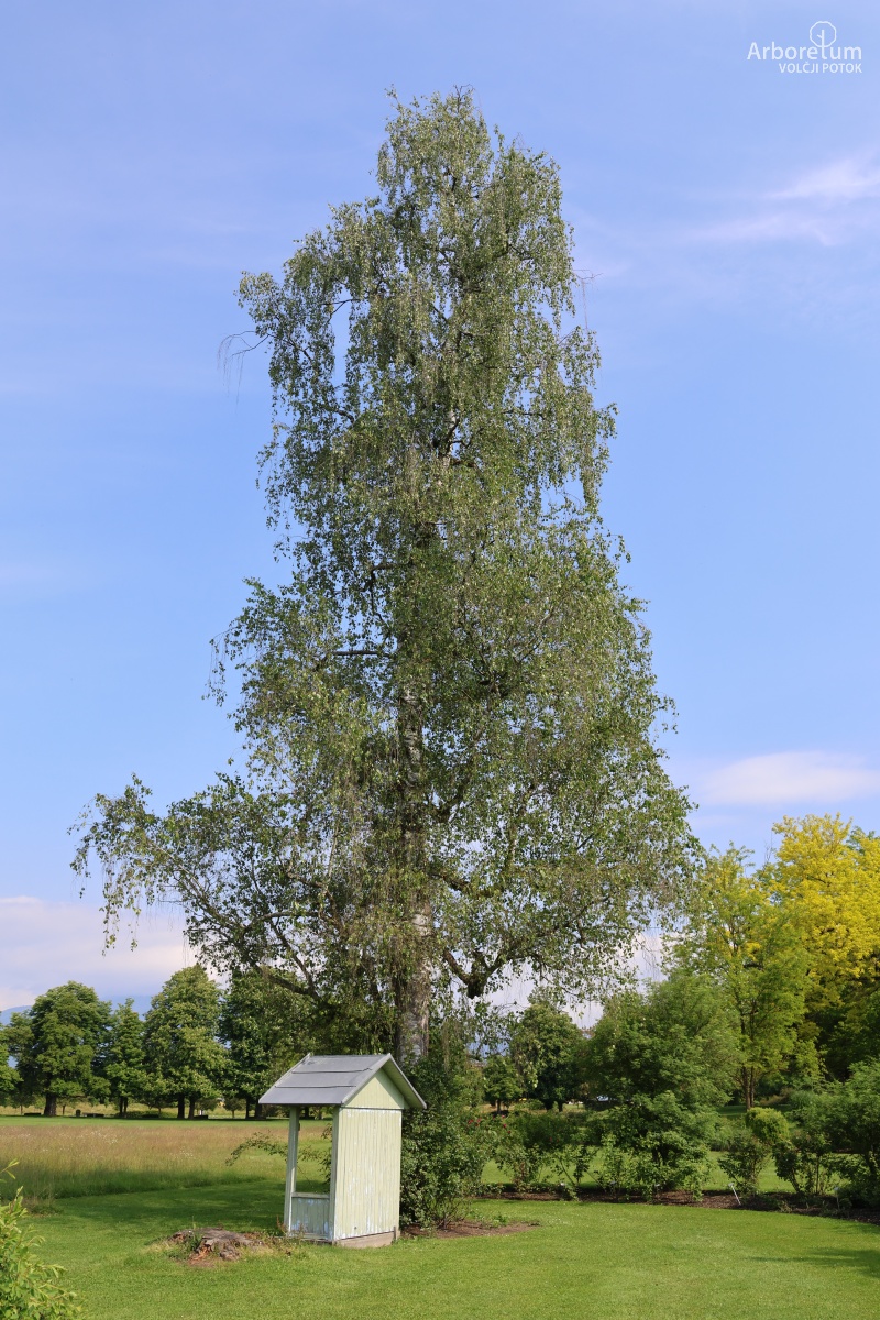 L-3-1_Betula pendula_h