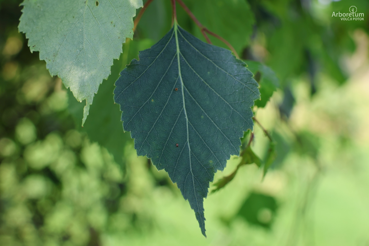 L-3-1_Betula pendula_l