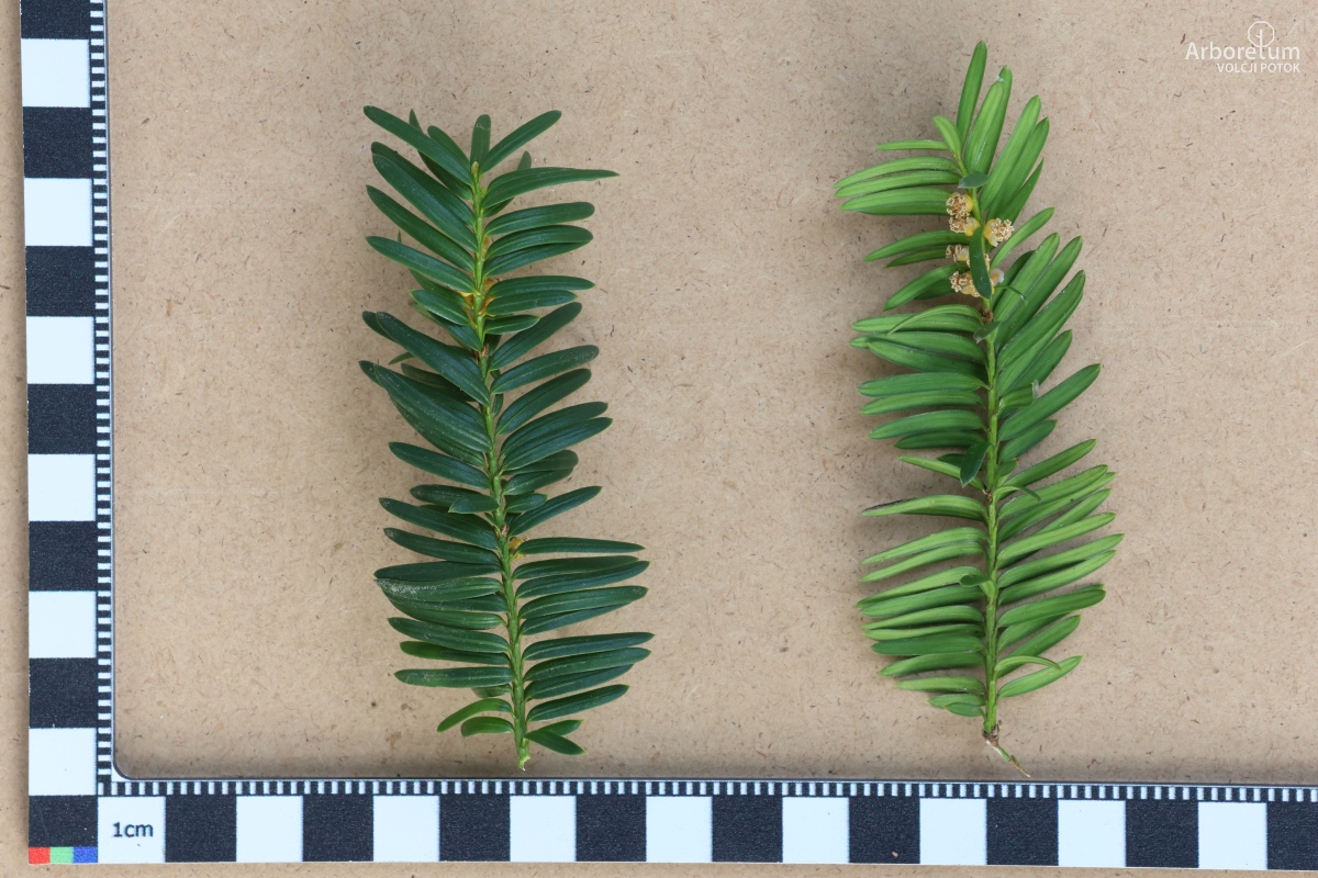 L-9-52_Abies alba_v10