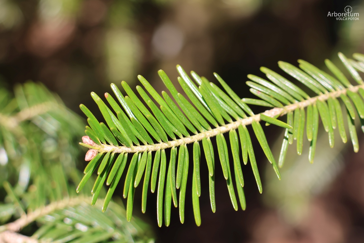 L-9-52_Abies alba_v2