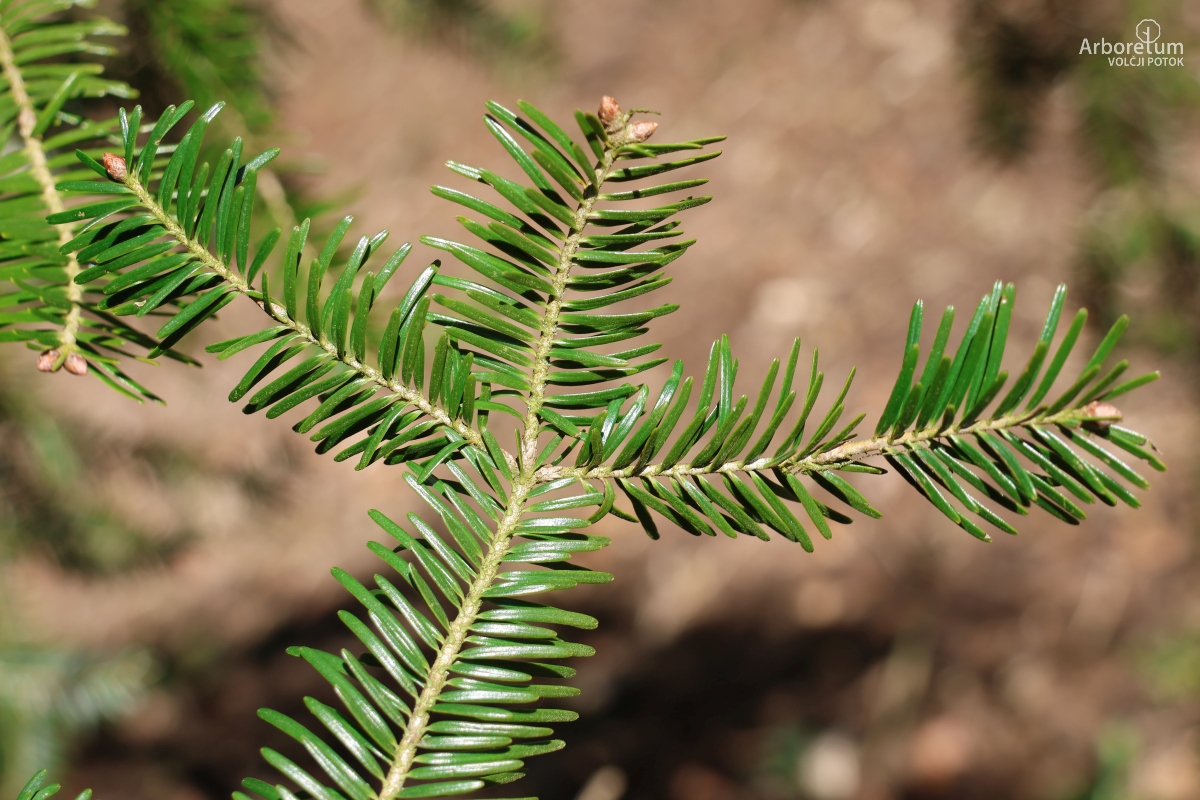 L-9-52_Abies alba_v3