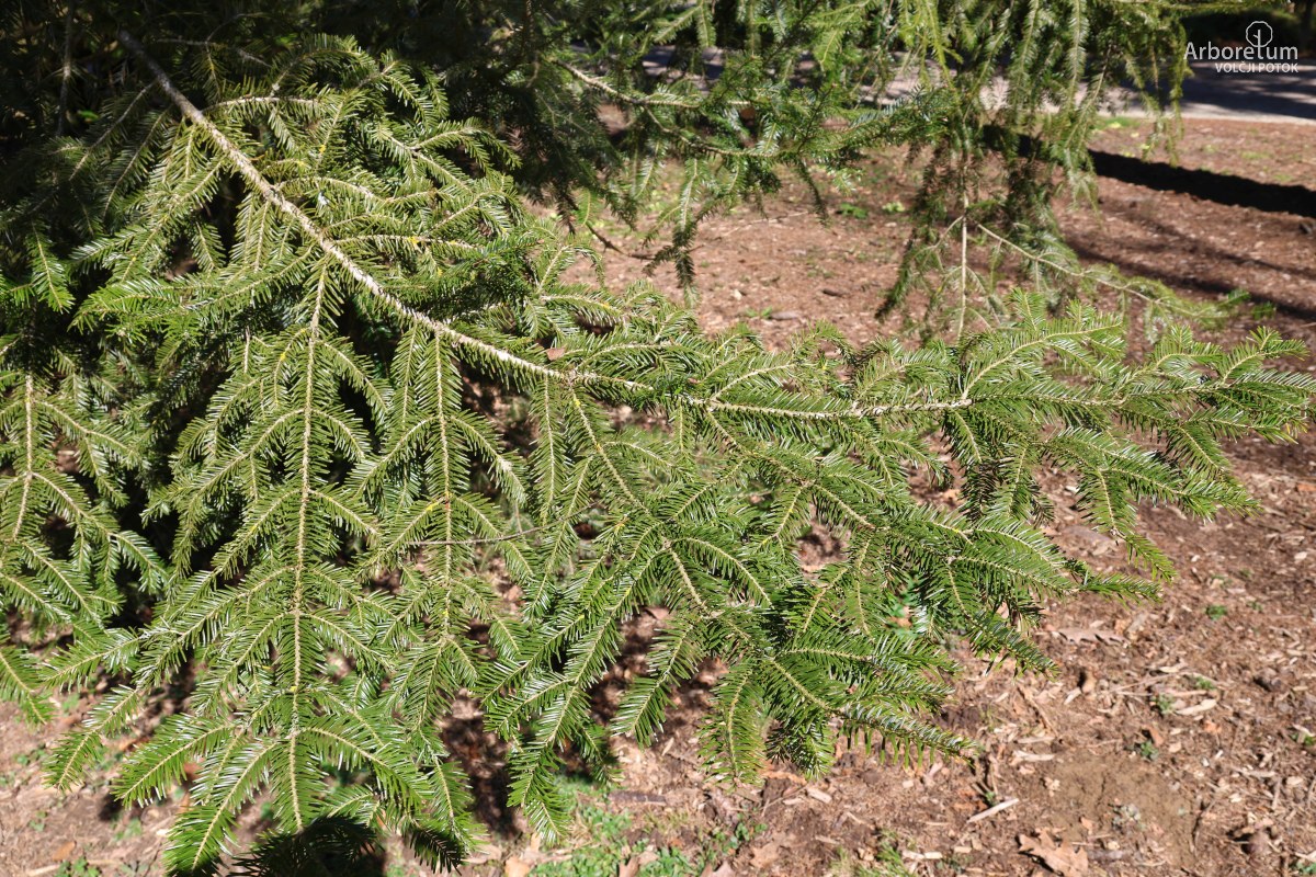 L-9-52_Abies alba_v4