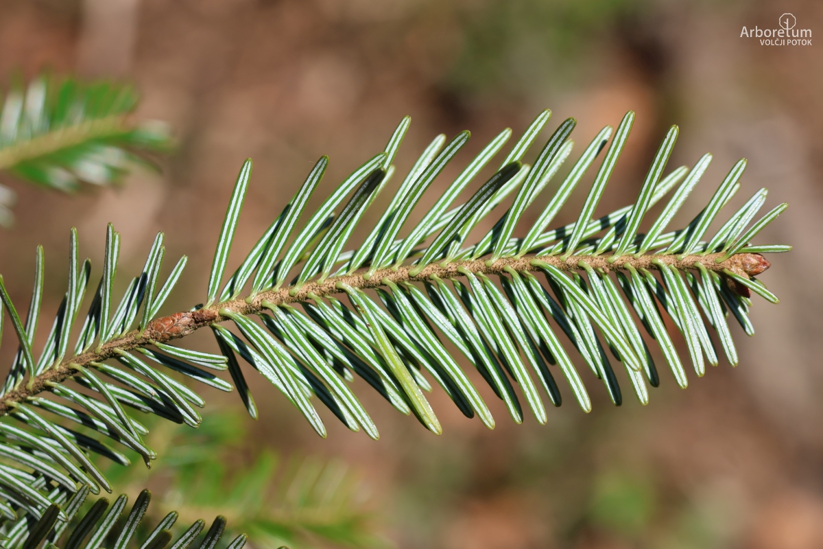 L-9-52_Abies alba_v5