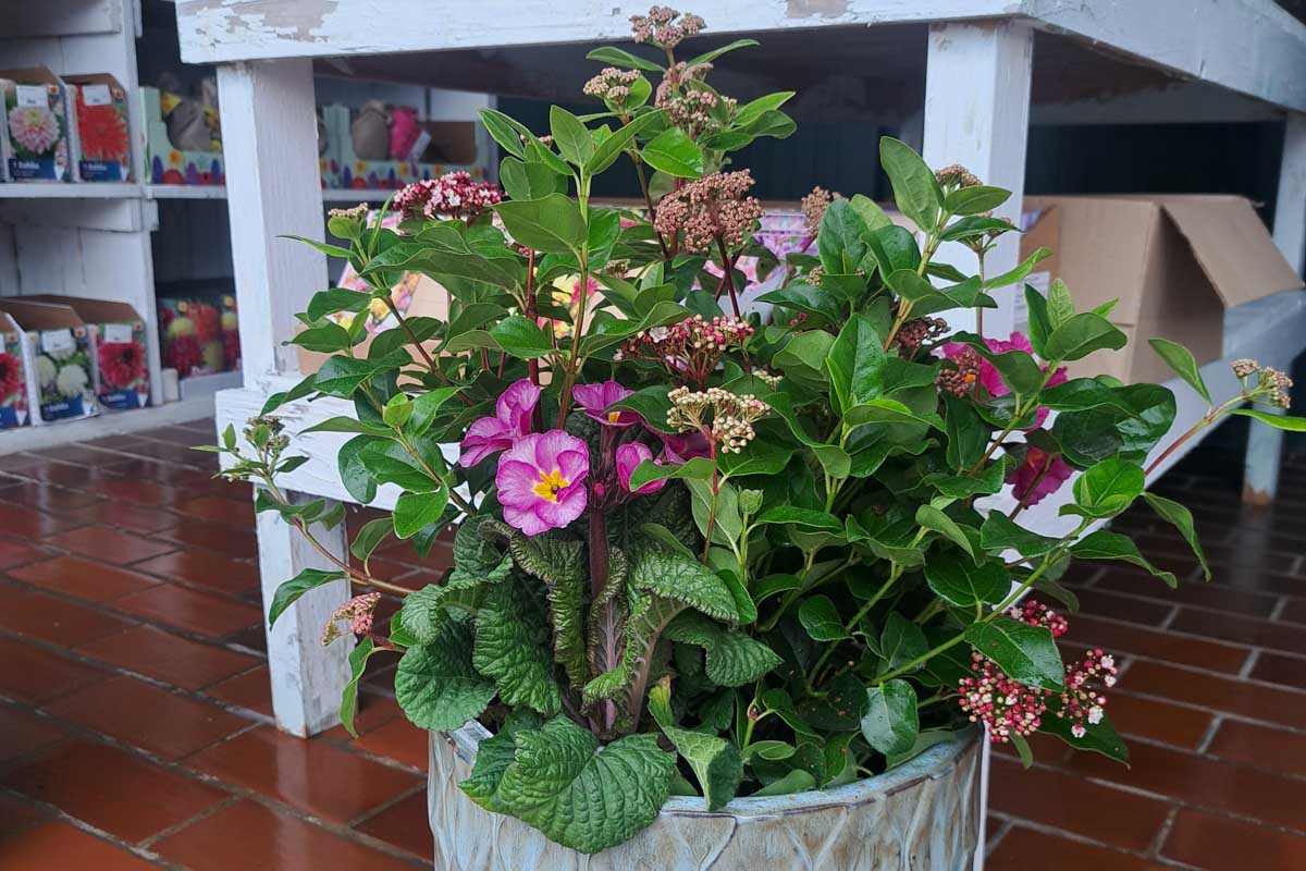 Pomlad v vrtnem centru – Viburnum tinus Pomlad v vrtnem centru - Viburnum tinus