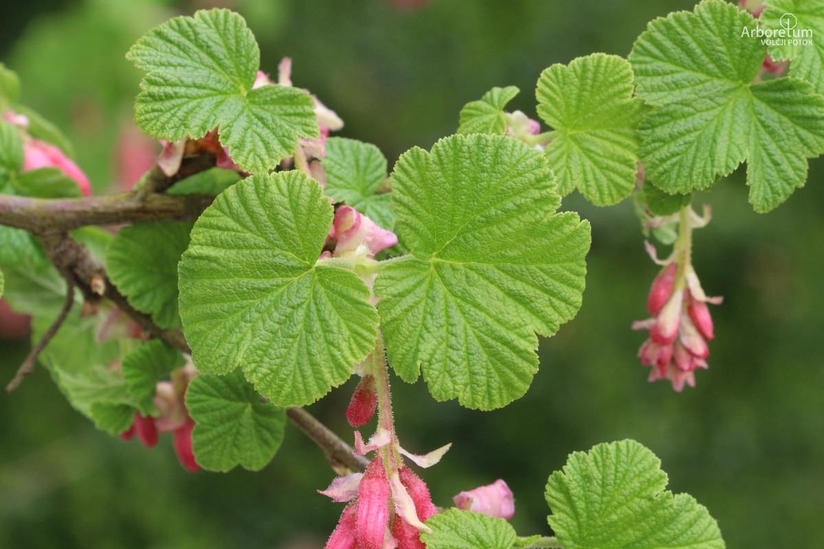 B-1-59_Ribes sanguineum ‘King Edward VII’_l6