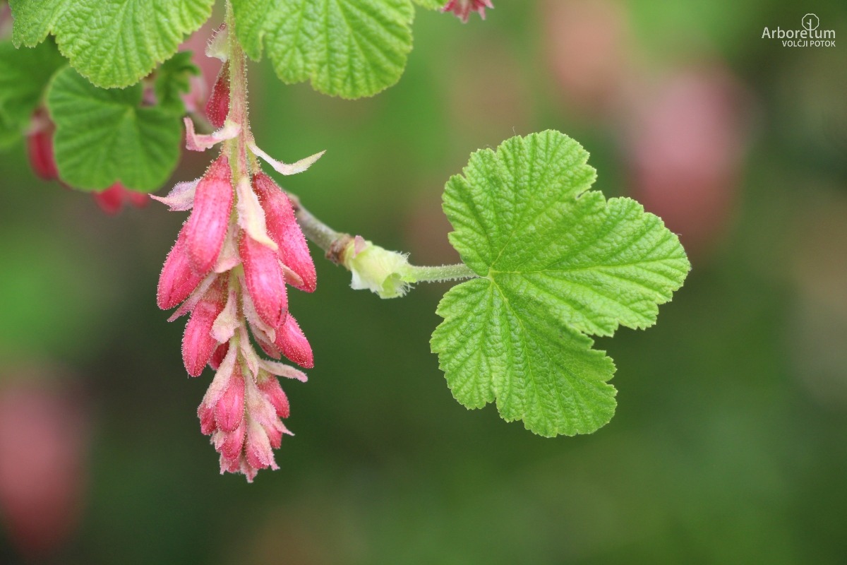 B-1-59_Ribes sanguineum ‘King Edward VII’_l7