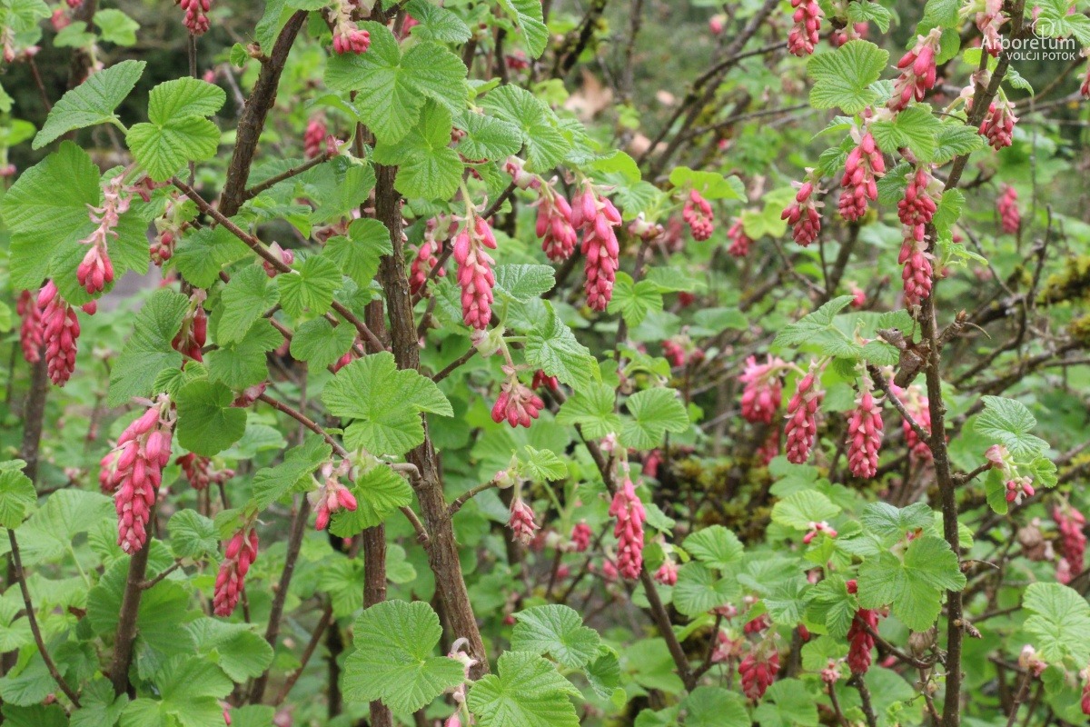 B-1-59_Ribes sanguineum ‘King Edward VII’_v6