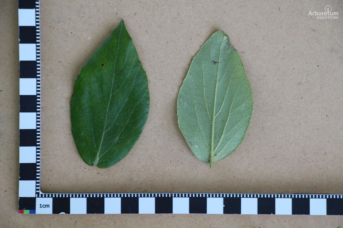 C-2-7_Viburnum × burkwoodii_l10_junij