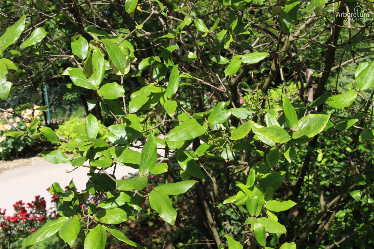C-2-7_Viburnum × burkwoodii_v10_junij
