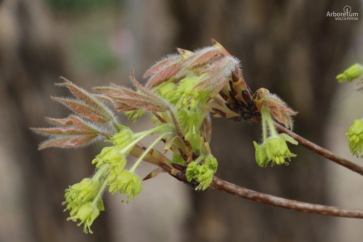 C-4-77_Acer triflorum_c5